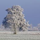 Raureif,Winter