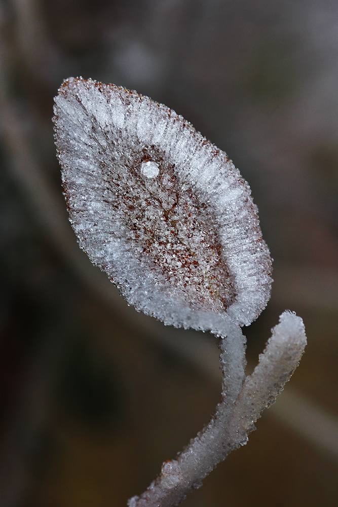 Raureiif-Blatt