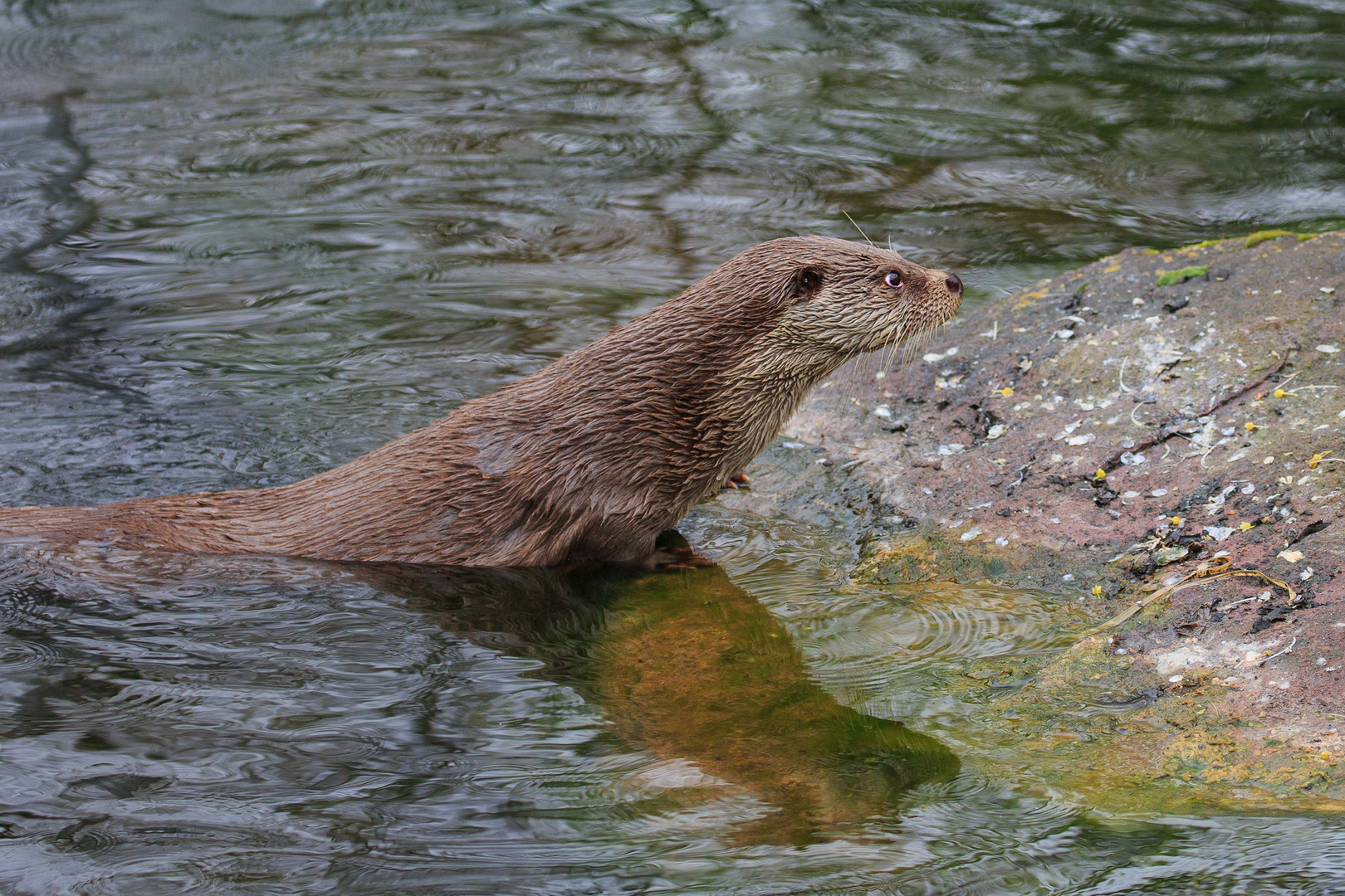 ...raus aus dem Wasser