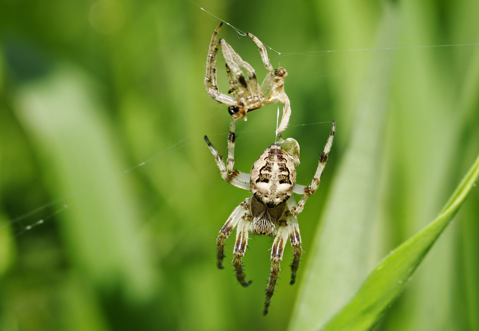 Raus aus den alten Klamotten - Spinne nach der Häutung