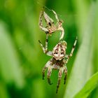 Raus aus den alten Klamotten - Spinne nach der Häutung