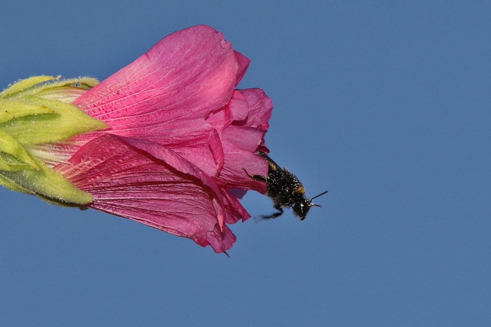 raus aus der Blüte