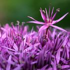 Raus aus der Mitte - sagt sich die kleine Allium cepa-Blüte