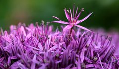 Raus aus der Mitte - sagt sich die kleine Allium cepa-Blüte