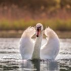 Raus aus meinem Teich!