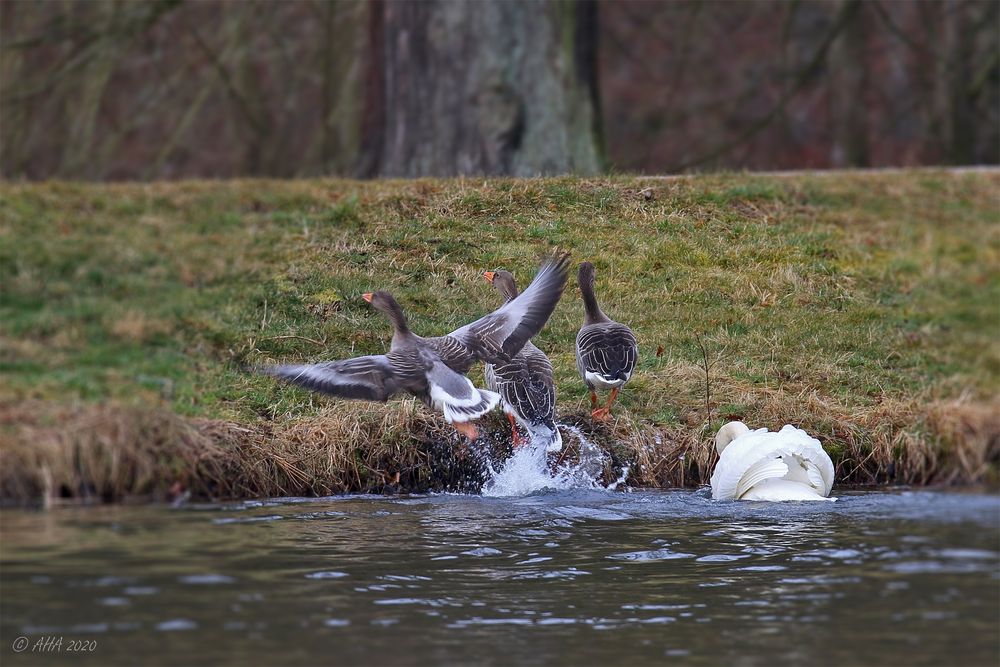 RAUS aus MEINEM Teich,...