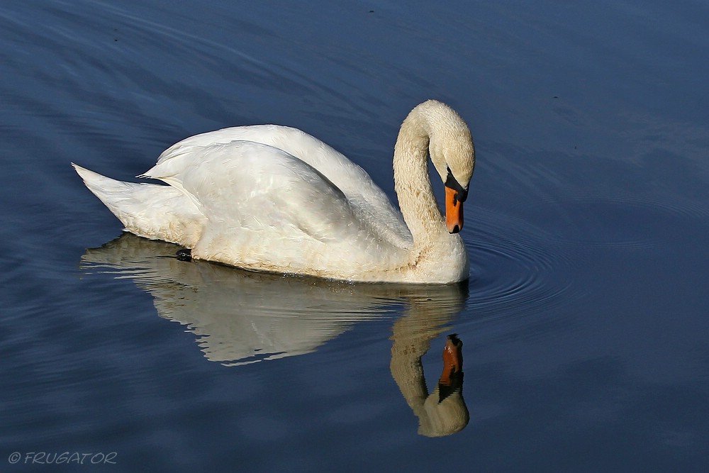 "Raus aus meinem Teich!!!"...