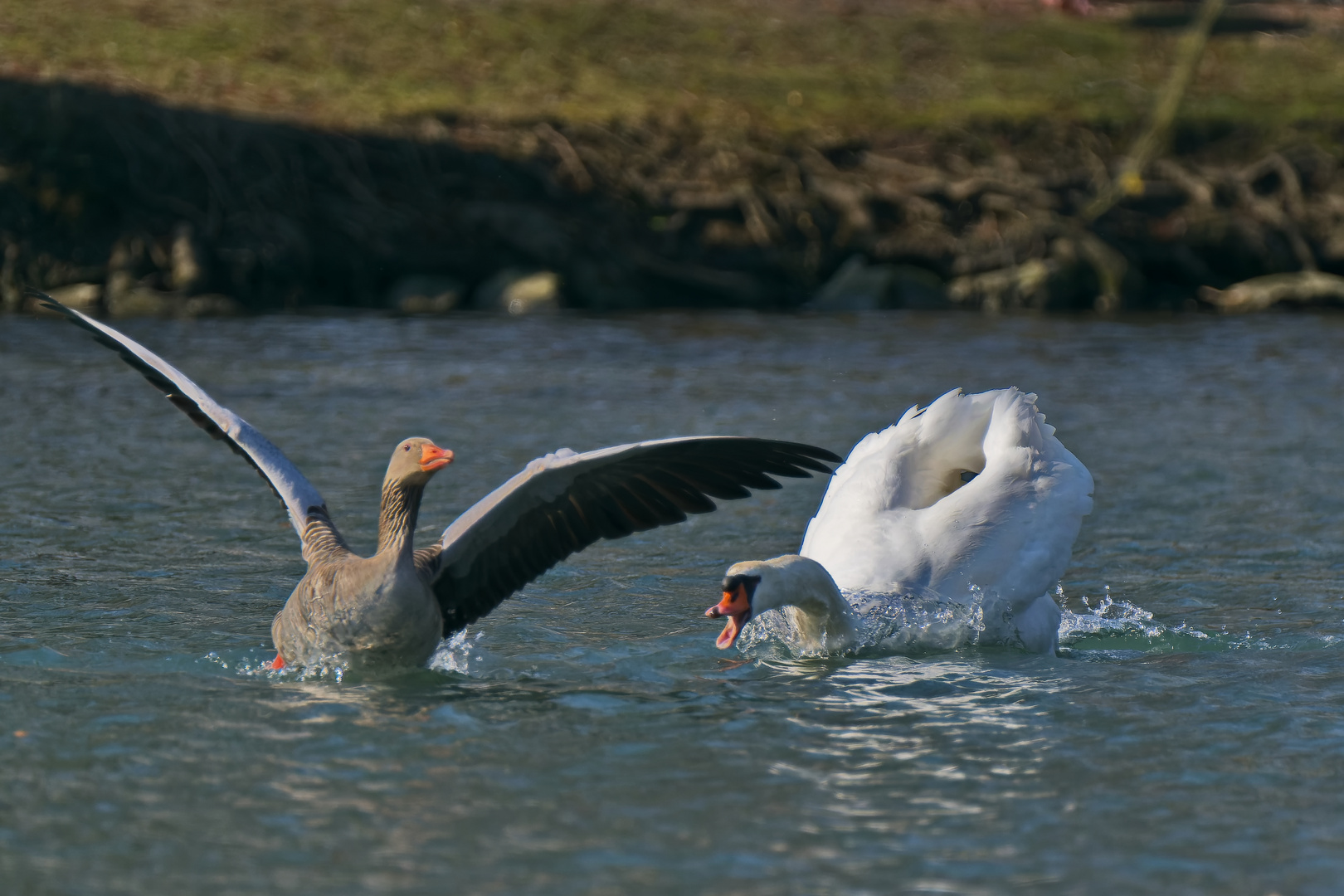 Raus aus meinen Teich