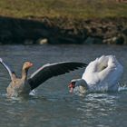 Raus aus meinen Teich