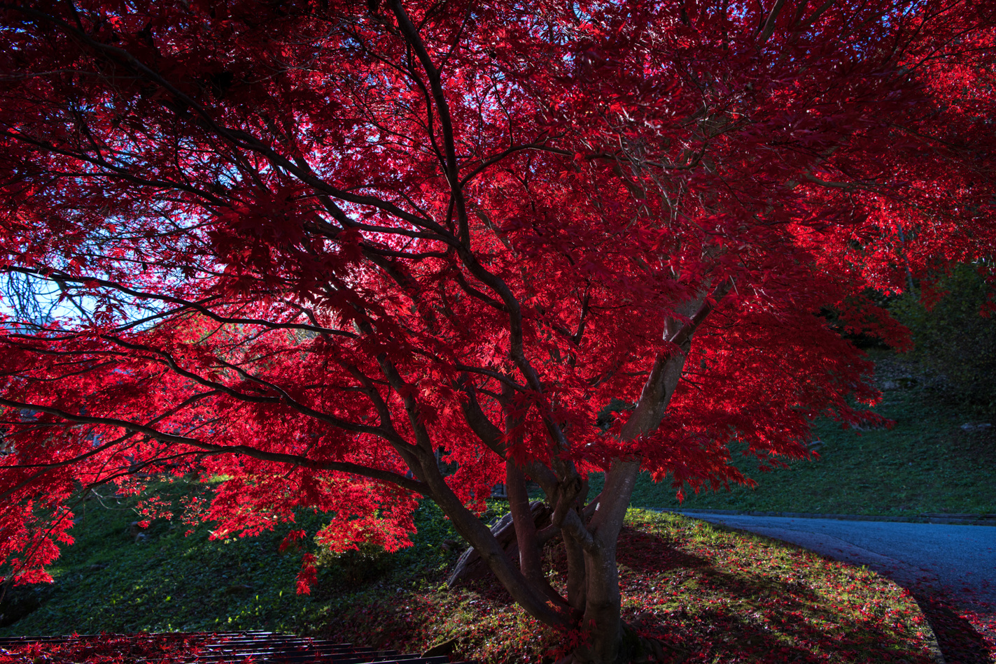 Rausch in Rot