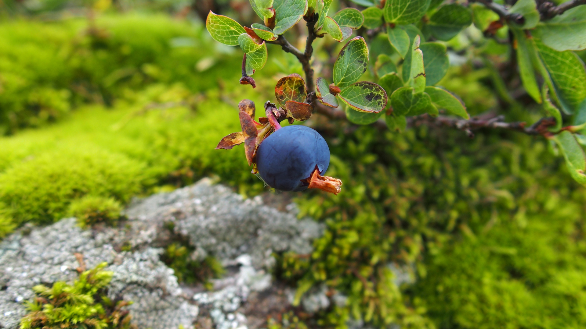 Rauschbeere 'Vaccinium uliginosum'