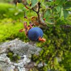 Rauschbeere 'Vaccinium uliginosum'