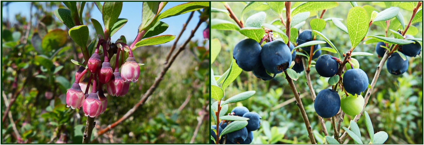 Rauschbeeren