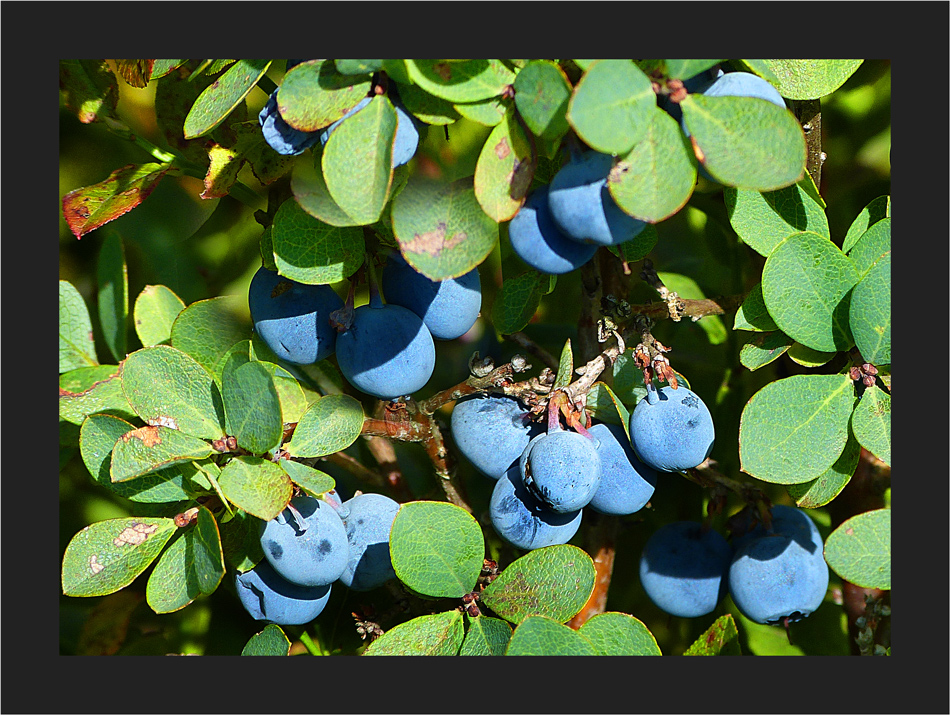 Rauschbeeren