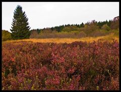 Rauschbeeren und Blaubeeren