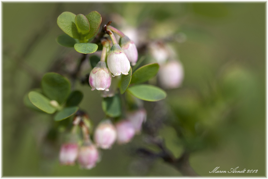 Rauschbeerenblüten