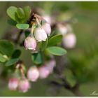 Rauschbeerenblüten