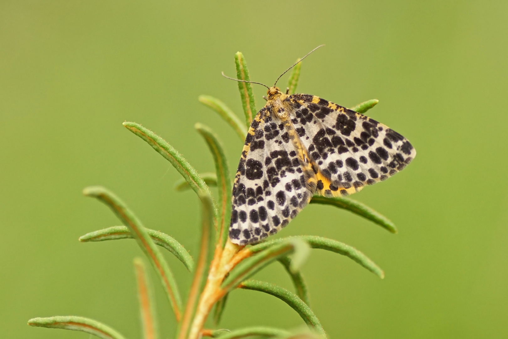 Rauschbeerspanner (Arichanna melanaria)