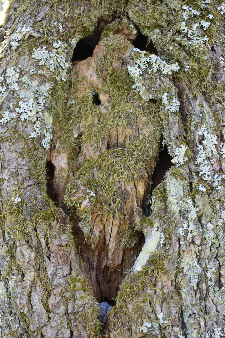 Rauschebart im Baum versteckt