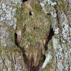 Rauschebart im Baum versteckt