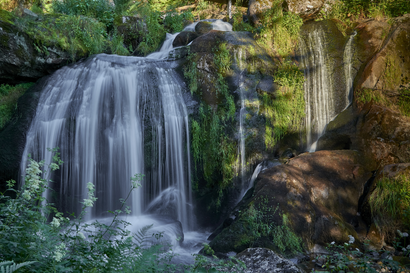 Rauschen im Schwarzwald