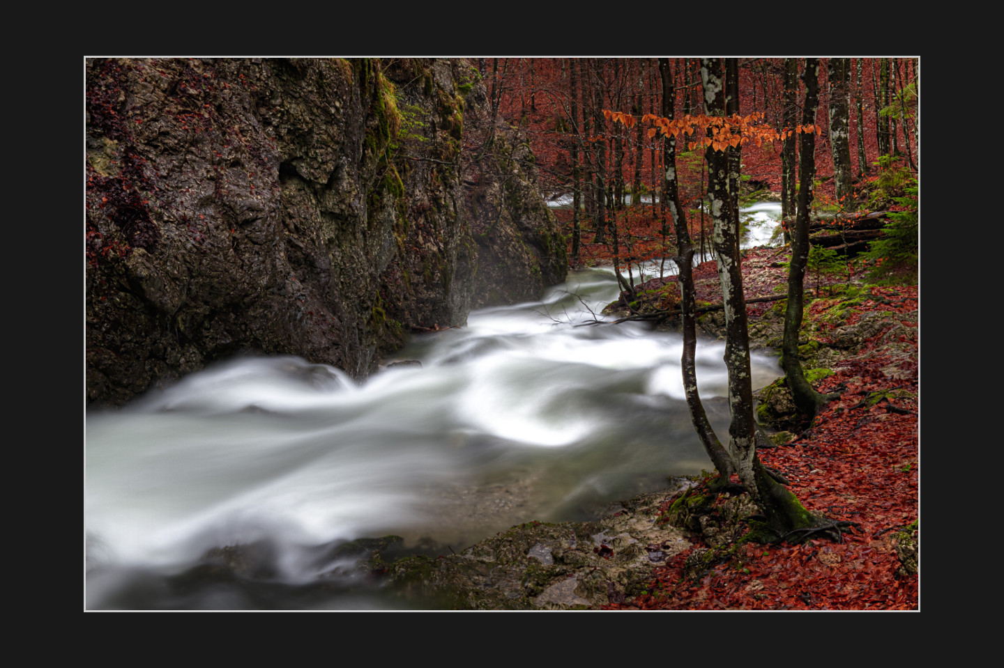 Rauschen im Walde