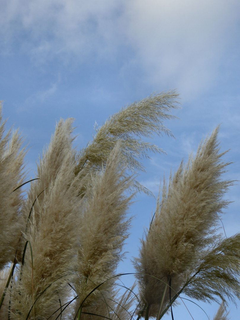 Rauschen im Wind