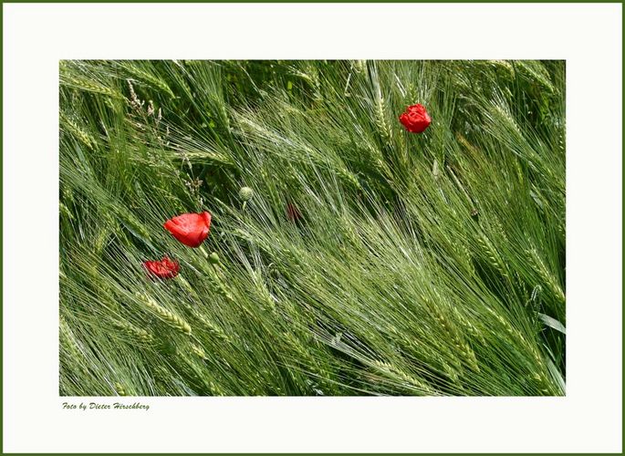 ....rauschendes Korn im Wind