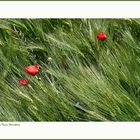 ....rauschendes Korn im Wind