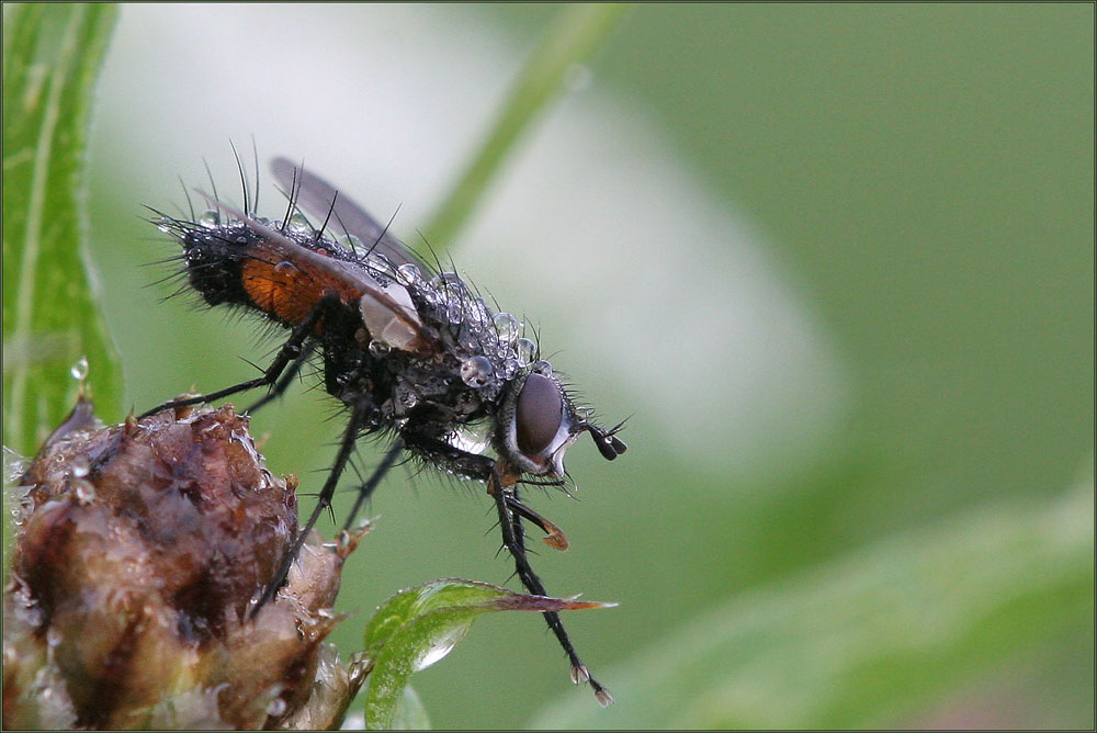 rauschfliege im tau...