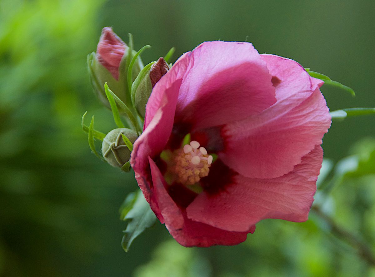 "rauschiger" Hibiskus auf dem Balkon  ;-))