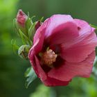 "rauschiger" Hibiskus auf dem Balkon  ;-))