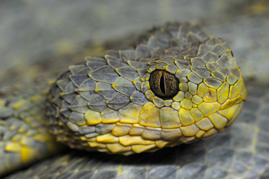 Rauschuppige Buschviper (Atheris squamigera) Kongo