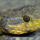 Rauschuppige Buschviper (Atheris squamigera) Kongo