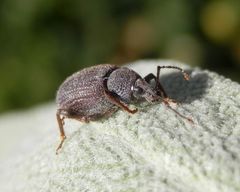 Raustreifiger Dickmaulrüssler (Otiorhynchus rugosostriatus)