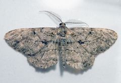 Rauten-Rindenspanner (Peribatodes rhomboidaria)