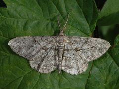 Rauten-Rindenspanner (Peribatodes rhomboidaria)