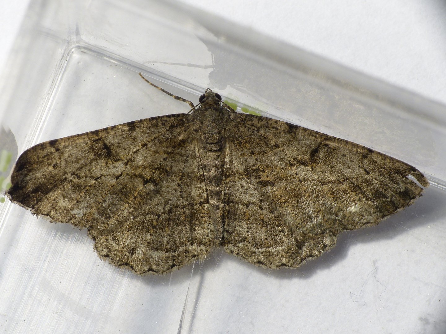 Rauten-Rindenspanner (Peribatodes rhomboidaria) bei der Eiablage