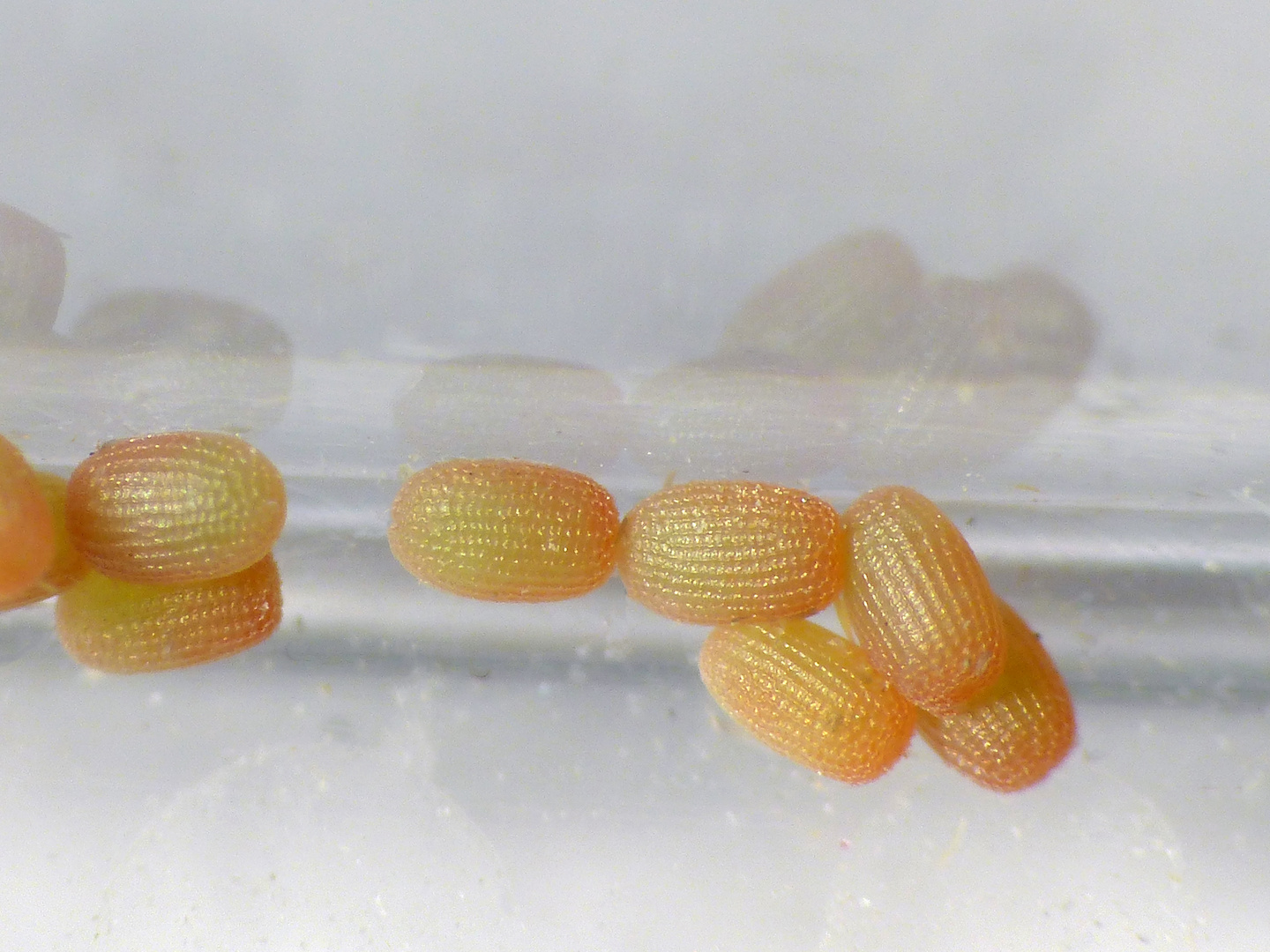 Rauten-Rindenspanner (Peribatodes rhomboidaria) bei der Eiablage