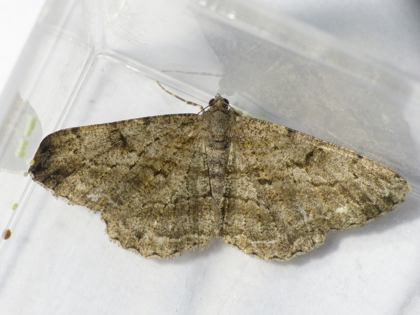 Rauten-Rindenspanner (Peribatodes rhomboidaria) bei der Eiablage