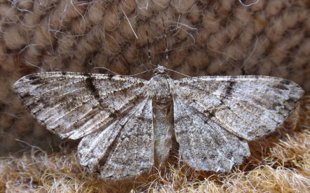 Rauten-Rindenspanner (Peribatodes rhomboidaria)