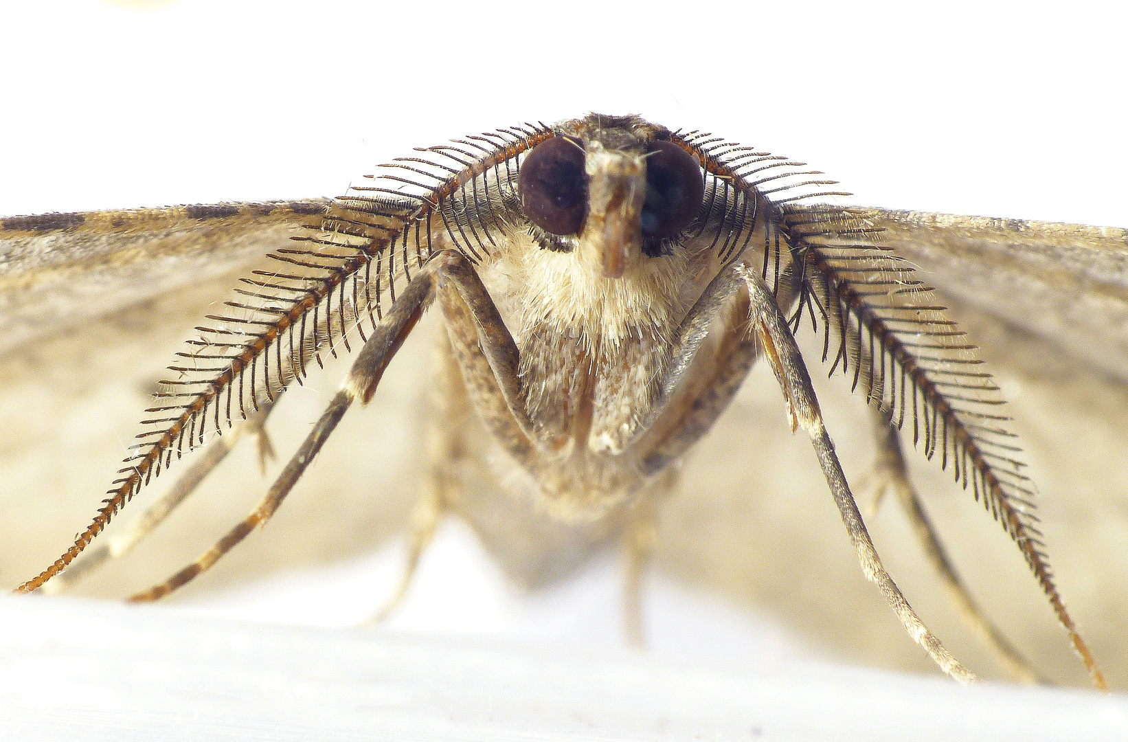 Rauten-Rindenspanner (Peribatodes rhomboidaria) - Porträt