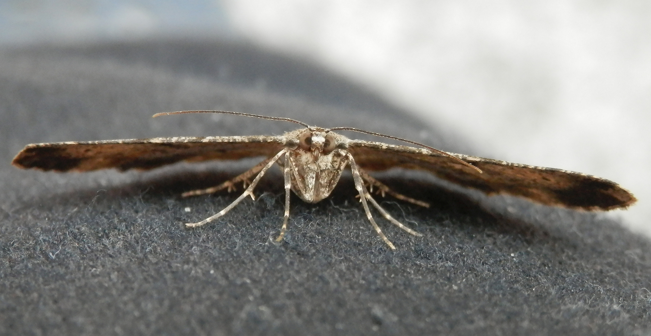 Rauten-Rindenspanner (Peribatodes rhomboidaria) - Porträt Foto & Bild