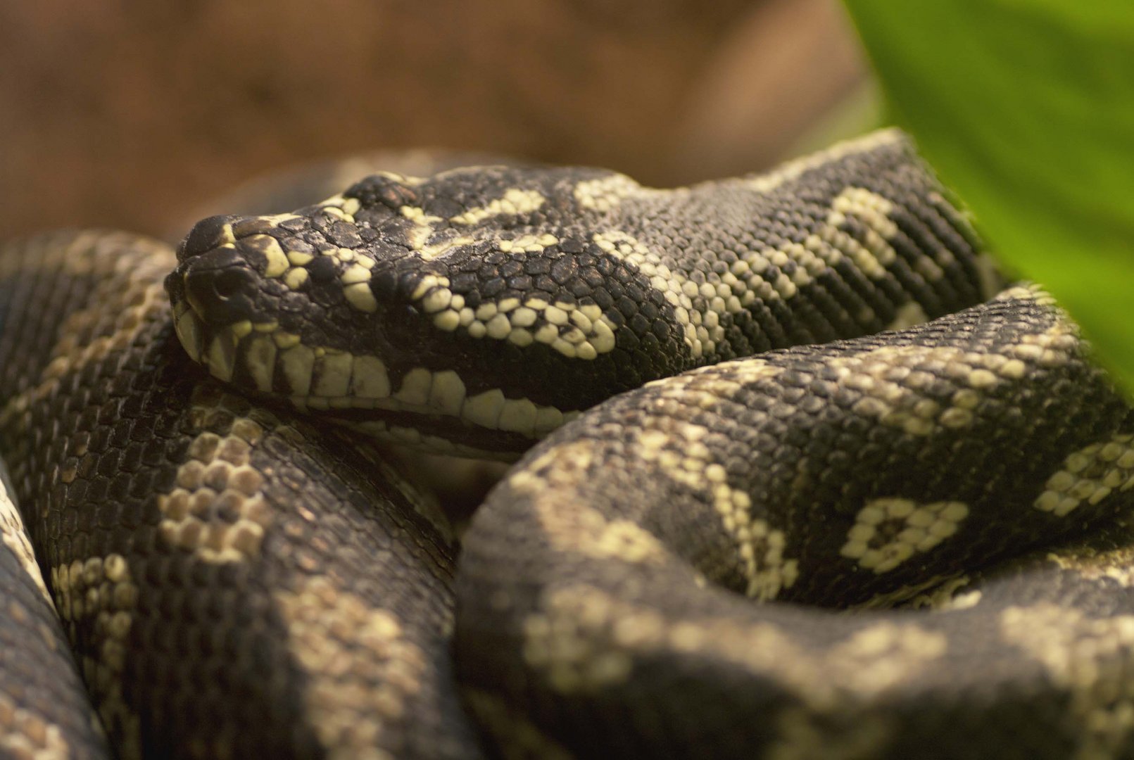 Rautenpython - fotografiert im Neu-Ulmer Terrarium