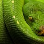 Rautenpython, Morelia viridis