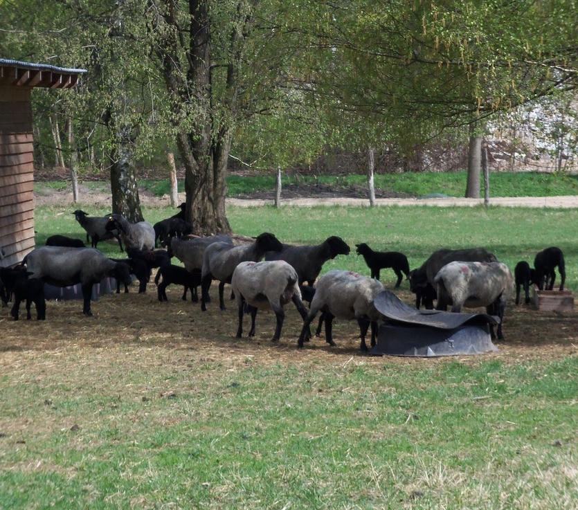 Rauwollige Pommersche Landschafe