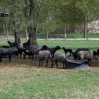 Rauwollige Pommersche Landschafe