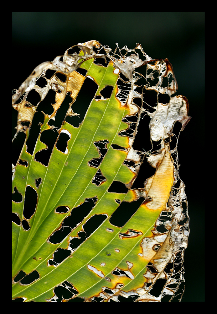 Ravages de l'automne sur une feuille d'hosta