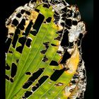 Ravages de l'automne sur une feuille d'hosta