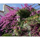 ravello - villa rufolo - klingsors garten